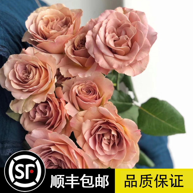 新品拿铁咖啡coffe latte新西兰切花月季复古色玫瑰花苗多季开花