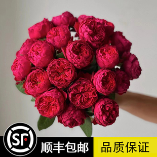 红色茶花女月季花大苗阳台大花浓香观花植物庭院盆栽花园开花玫瑰