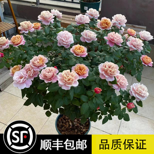 遥远的鼓声月季千色遥鼓庭院阳台古铜色混合变色浓香大花抗病耐热