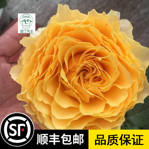 阳光笑容月季黄色大花耐热耐雨淋抗病强微香花期长阳台庭院盆栽苗