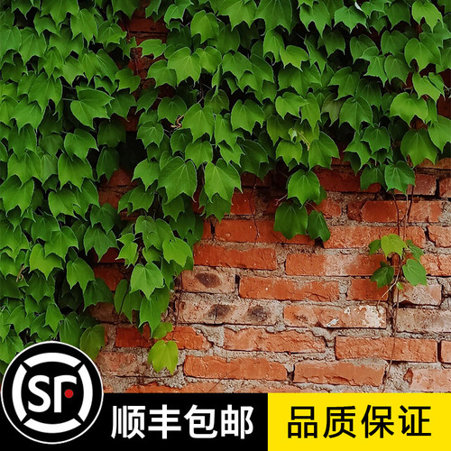 爬山虎爬藤植物四季树苗种籽三叶五叶爬墙虎藤蔓庭院室外攀援绿植