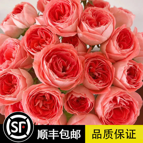 新品种诺娃月季苗大花微月丰花浓香月季花苗勤花花卉阳台开花玫瑰