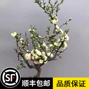 绿宝石海棠花树苗盆栽绿海棠盆景银长寿树桩耐寒室内阳台花卉绿植