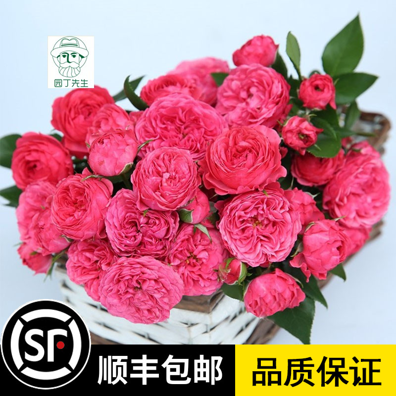 乔治国王一世月季 红金丝雀 经典灌木月季花苗丰花多头勤花 花苗