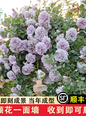 蓝色阴雨浓香藤本月季花苗阳台爬藤玫瑰蔷薇攀援植物盆栽蓝紫色花