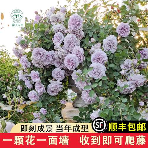 蓝色阴雨浓香藤本月季花苗阳台爬藤玫瑰蔷薇攀援植物盆栽蓝紫色花