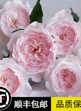 美咲/Misaki 日本新品月季大苗花苗 庭院玫瑰丰花浓香月季玫瑰花