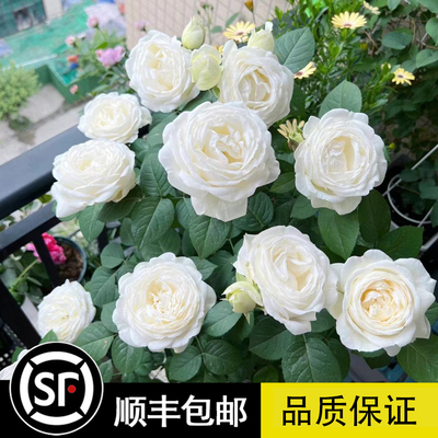 伊芙婚礼之路大花浓香包子型月季花苗纯白色玫瑰阳台花园观花植物