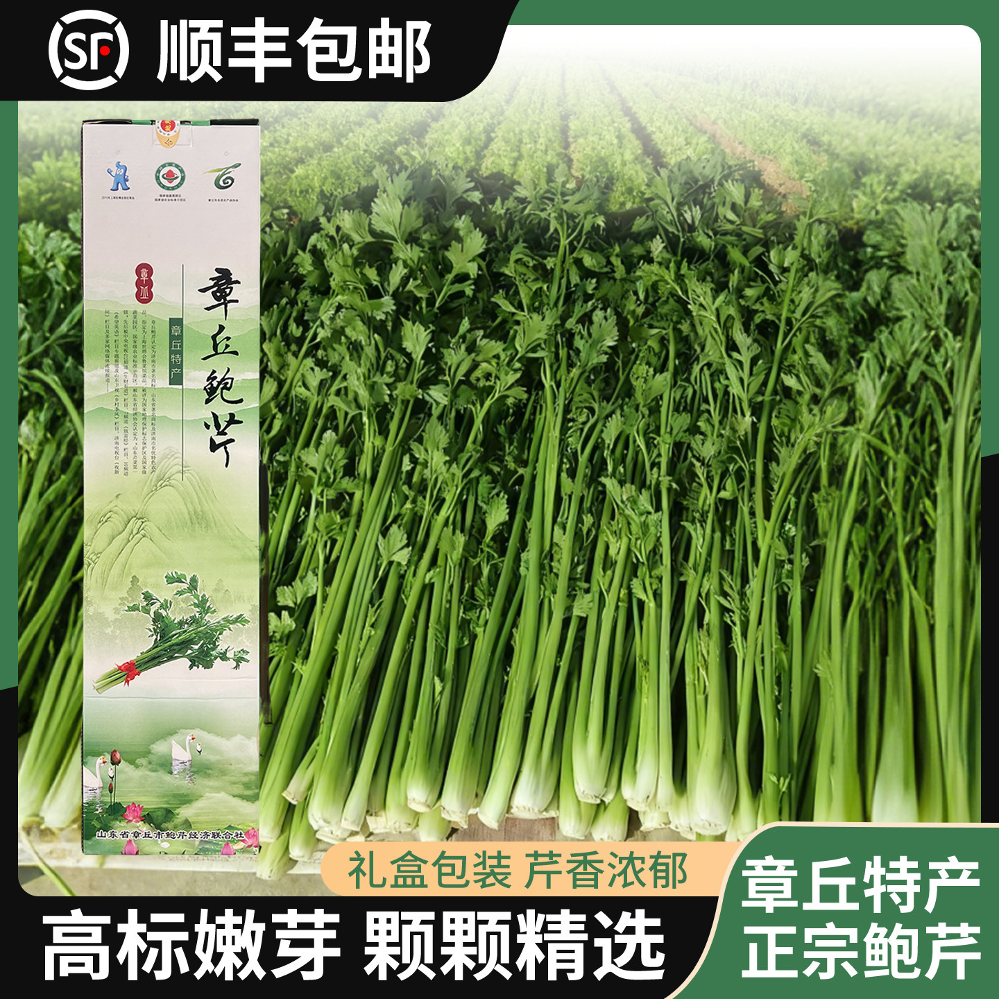 章丘鲍芹新鲜蔬菜礼盒装顺丰包邮章丘特产叶菜类炒菜食用山东特级