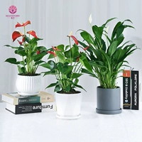 Гидропонные цветы в горшках с красной ладоней.