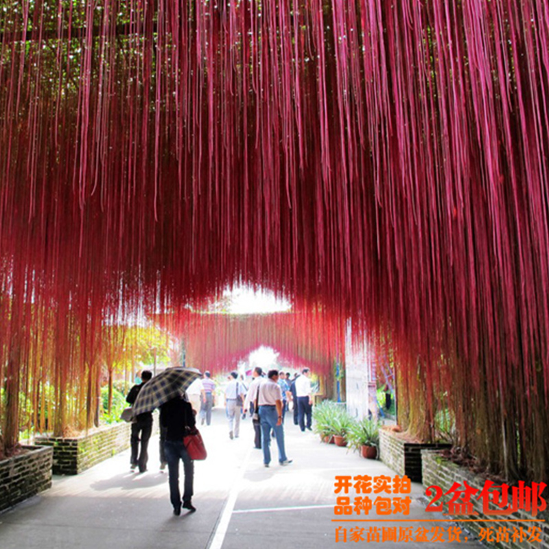 锦屏藤大苗一帘幽梦天然垂吊植物四季常绿爬藤本植物花园庭院