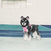 Lazyeazy宠物狗狗牵引胸背可调节背心式 时尚 外出中小型犬衣服