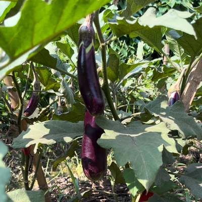 江西赣南农家露天种植茄子现摘