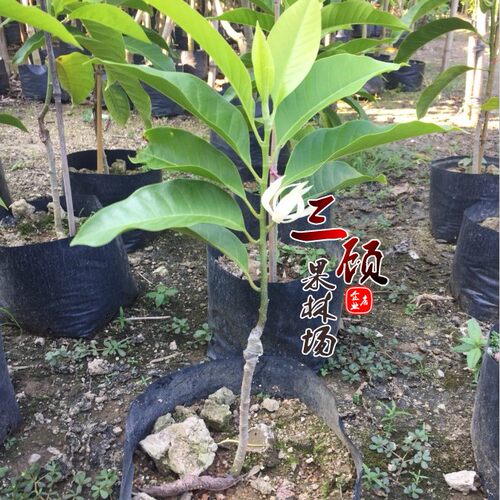 盆栽嫁接阳台树苗白兰花