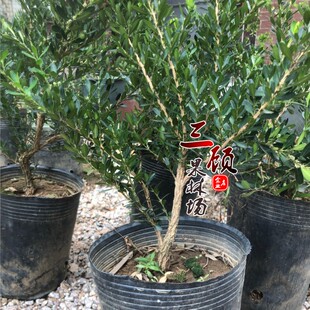广东皱皮雀舌黄杨树苗 小叶黄杨苗 石柳苗造型盆景室内外常青盆栽
