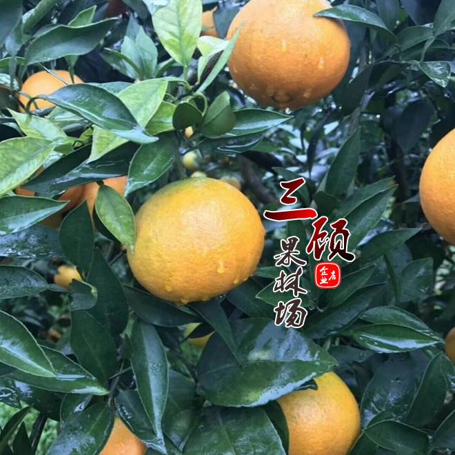 黄肉脐橙苗嫁接苗 纽荷尔脐橙苗