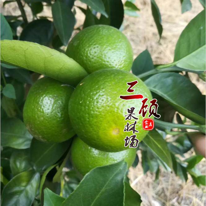嫁接水果盆栽地栽柑桔苗