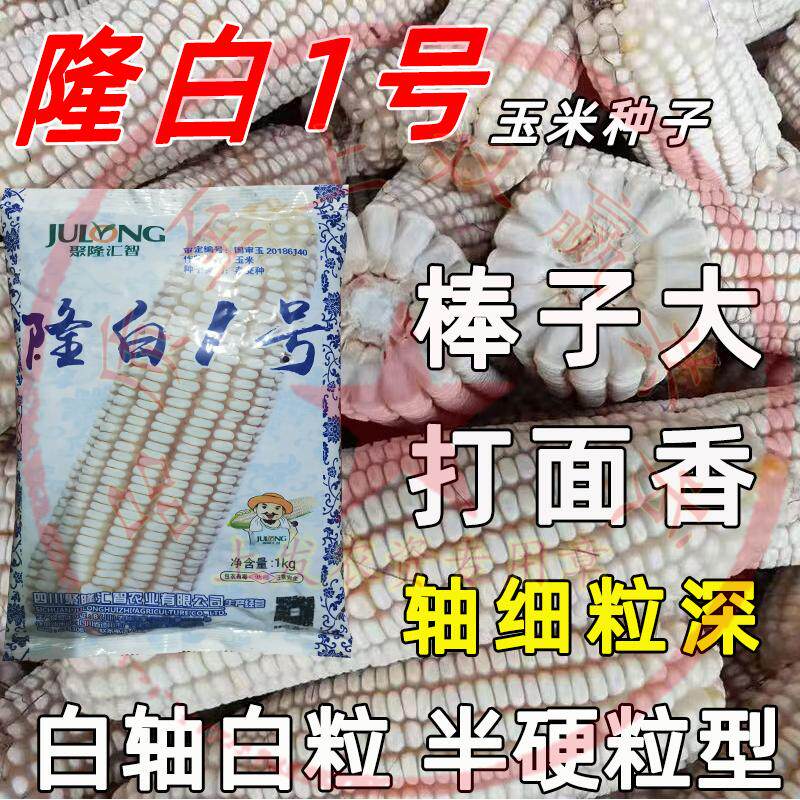 云贵川杂交玉米种子白包谷种隆白龙白玉米种西抗玉米种