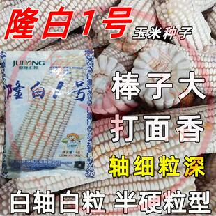云贵川杂交玉米种子白包谷种隆白龙白玉米种西抗玉米种