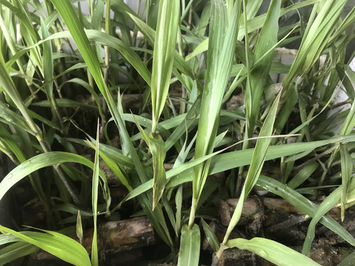 正宗陶山甘蔗苗青皮甘蔗种子水果甘蔗苗青皮甘蔗苗甜脆品种10颗