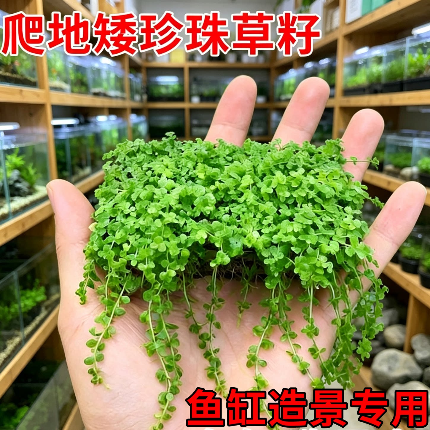 假山草种子矮珍珠草种子水草鱼缸图片