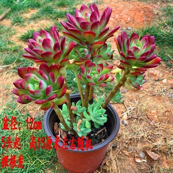 汇拼园艺红稚莲多肉植物云南露养精品萌肉室内办公室花卉绿植盆栽