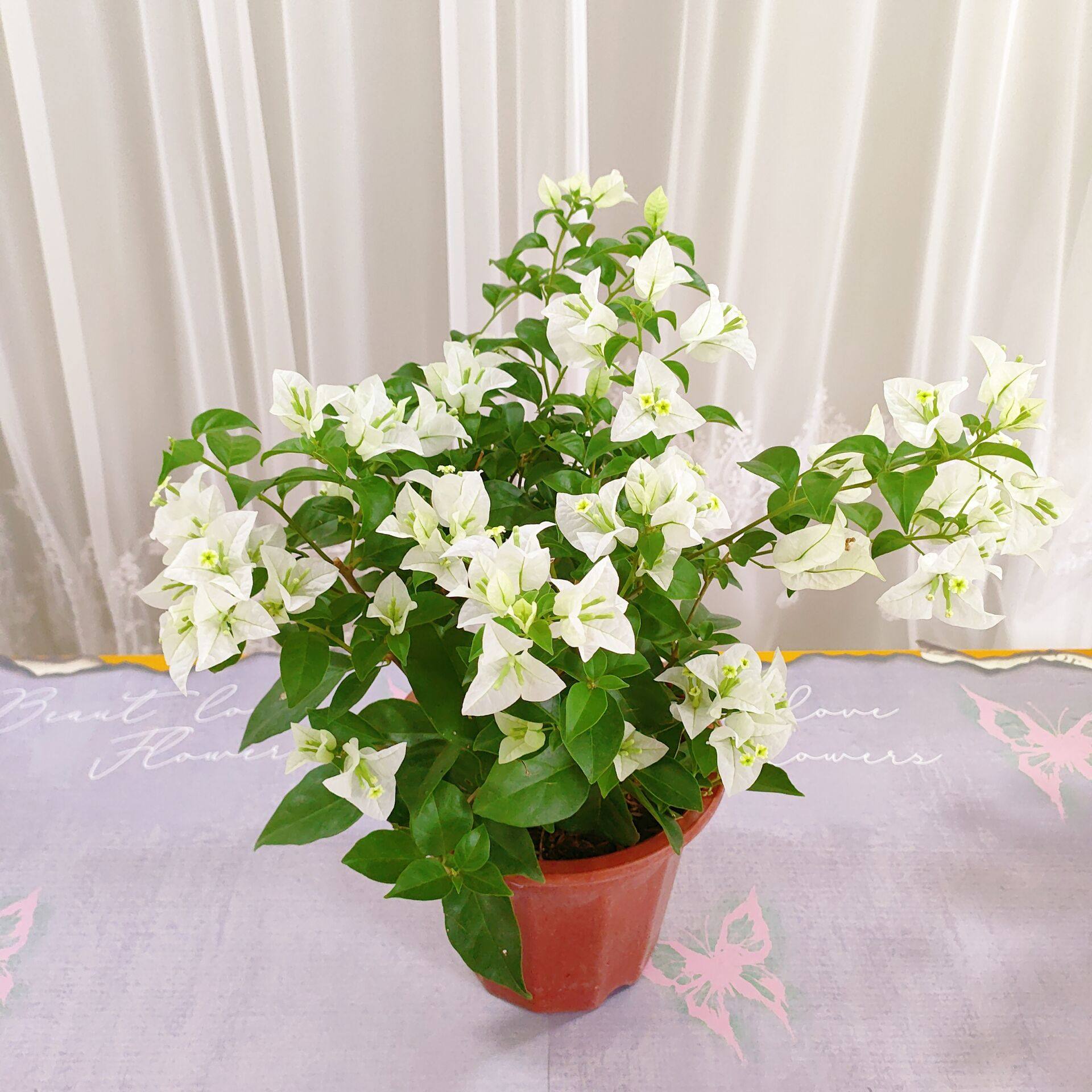 白雪公主三角梅