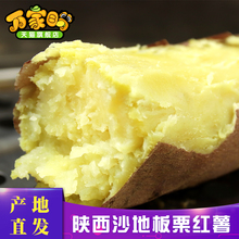 万家盼 陕西沙地板栗红薯新鲜农家现挖白心番薯山芋地瓜5斤