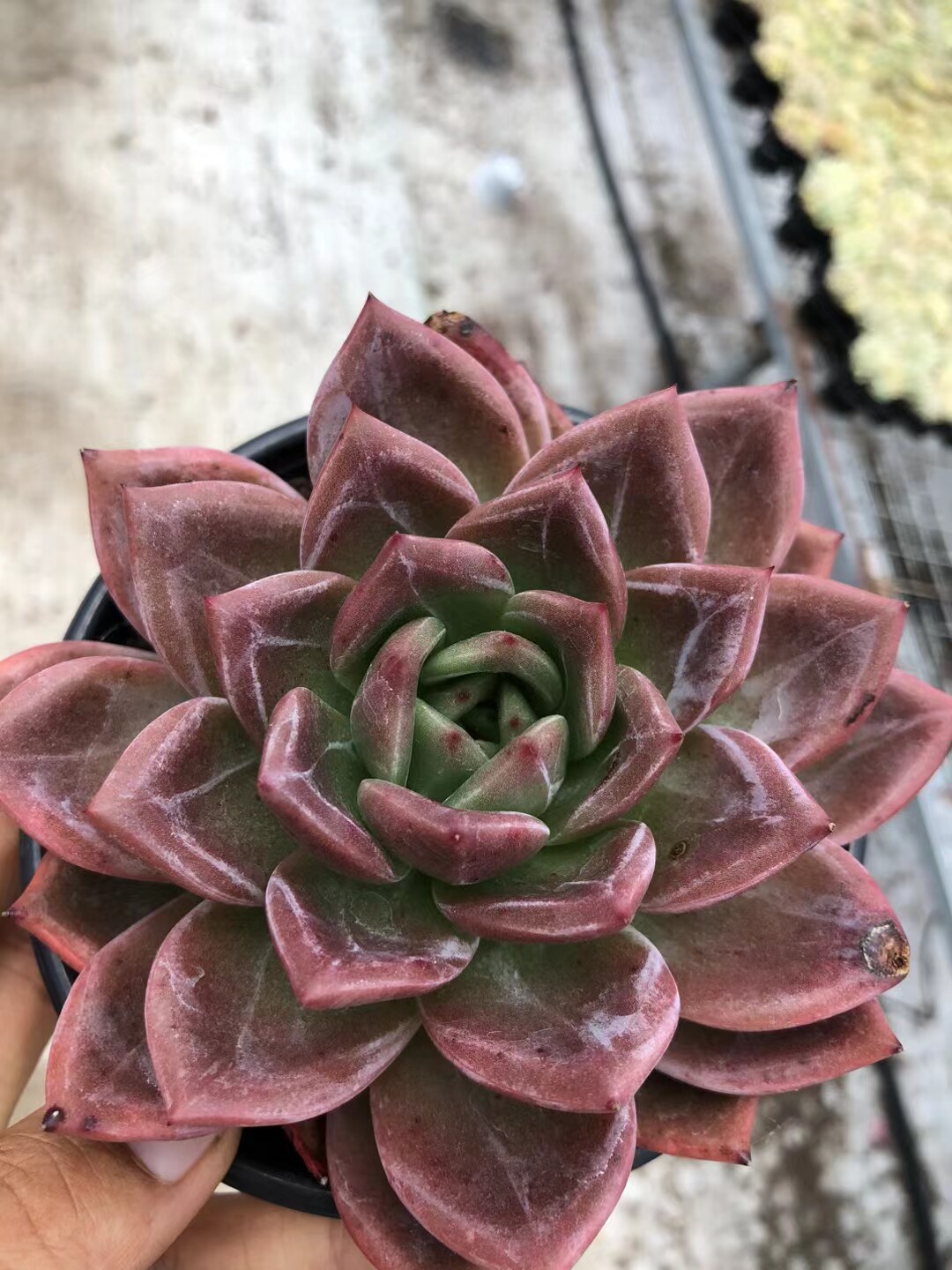 (88)韩货精品 酒红香槟 暗纹肉肉多肉植物 新手绿植 皮实好养