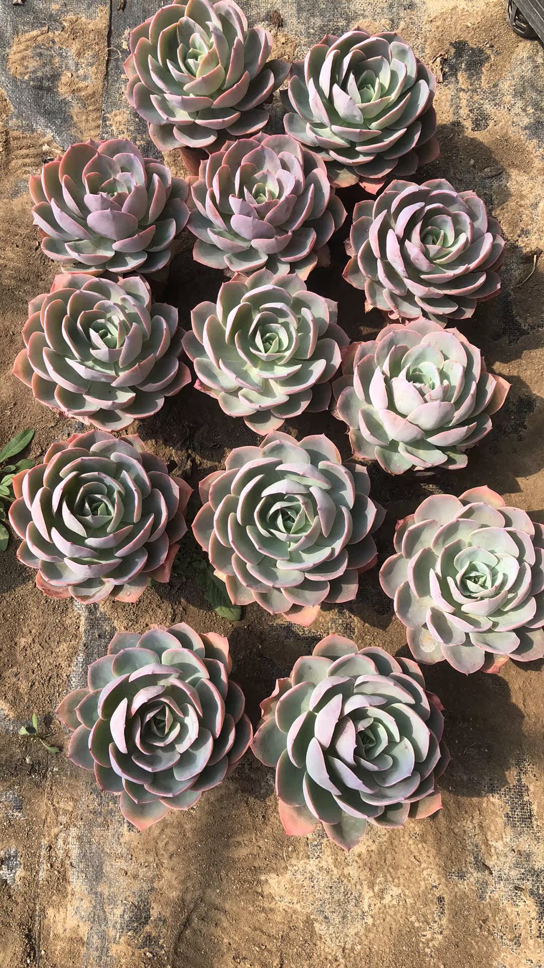 韩货精品白玉兰 新手易活 稀有品种 老桩 皮实好度夏 精美多肉