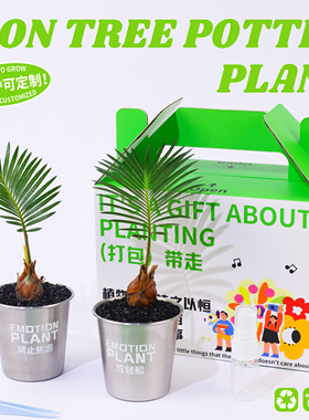 氧植青年铁树苏铁创意盆栽办公室桌面植物懒人好养解压绿植送礼品