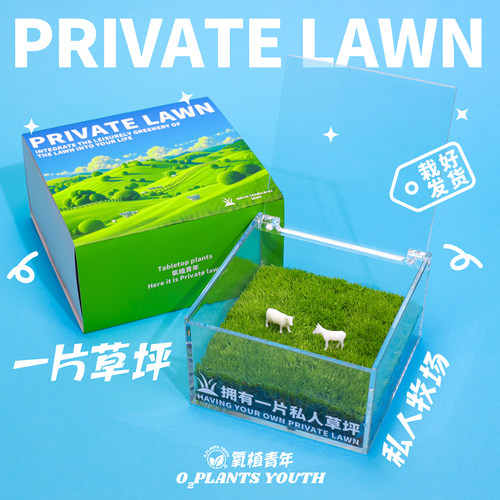 氧植桌面治愈苔藓微景观成品