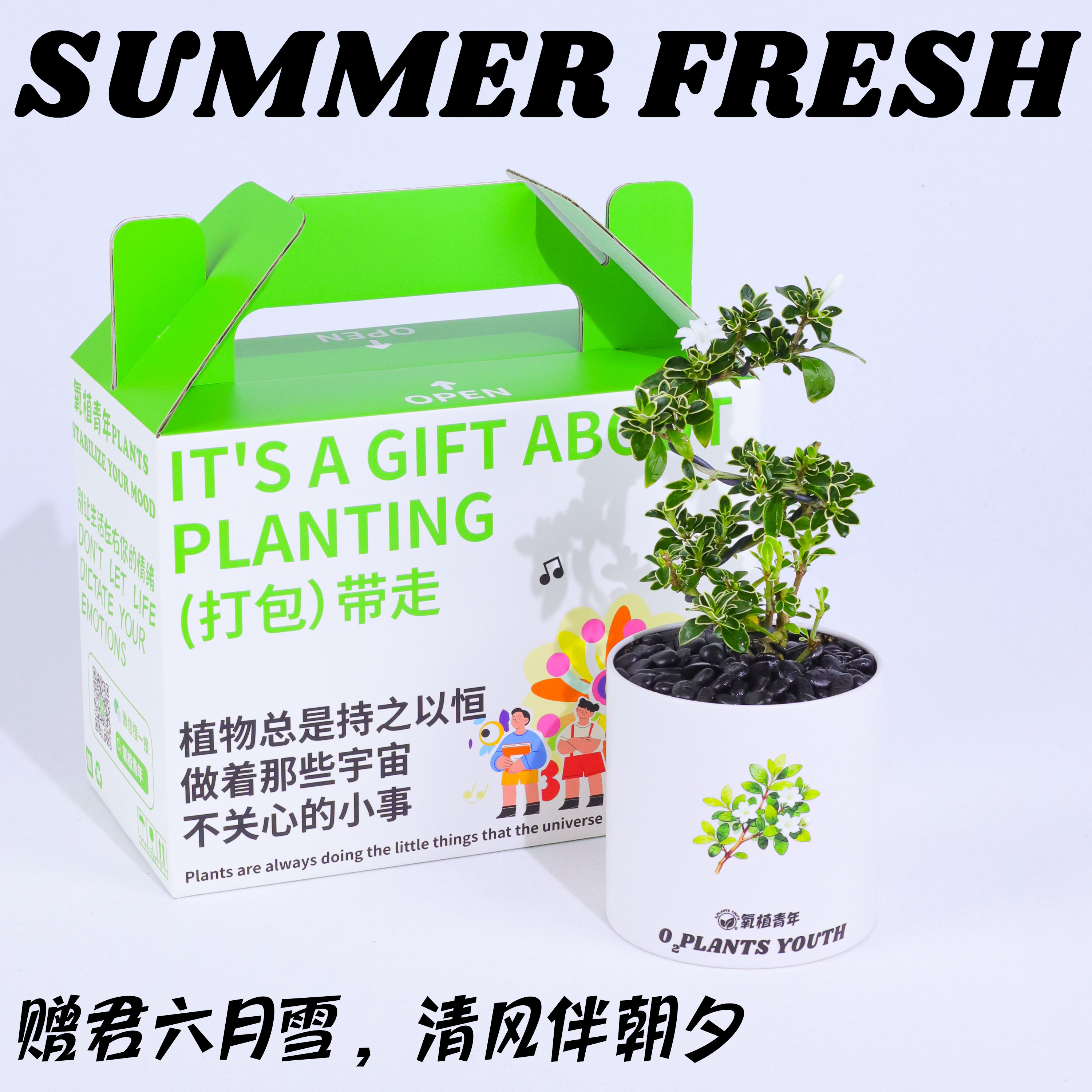 六月雪提手礼盒盆栽造型盆景室内桌面绿植好养易活创意礼物伴手礼