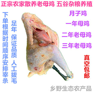 农家散养2年土鸡柴鸡农村收购老母鸡黑脚鸡跑山鸡活鸡4斤以上生态