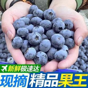 云南蓝莓鲜果特大礼盒当季 高山L25花香新鲜水果孕妇怡颗蓝梅整箱