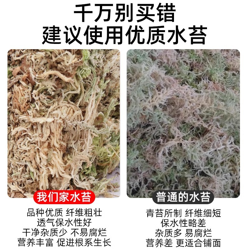 水苔蝴蝶兰植物爬宠乌龟冬眠垫材铁皮石斛种植干苔藓青苔兰花