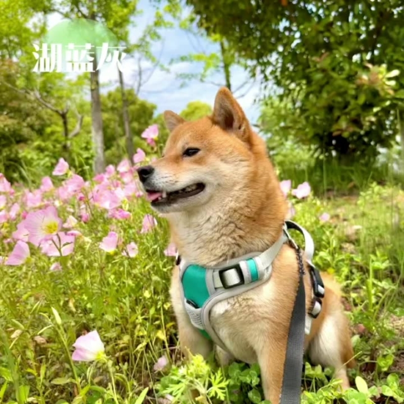 KPMMPK胸背狗狗牵引绳小型泰迪中大型犬金毛通用狗链宠物遛狗绳子