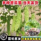 苦瓜苗绿苦瓜幼苗秧苗蔬菜苗子疙瘩绿长苦瓜耐热抗病带根南方种植
