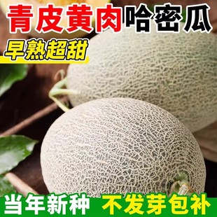正宗新疆哈密瓜种籽南北方四季种植瓜果种子阳台庭院甜瓜水果种子