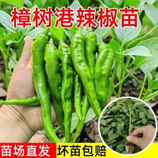 樟树港辣椒苗秧苗香辣朝天椒幼苗四季南方种阳台盆栽菜园蔬菜苗子