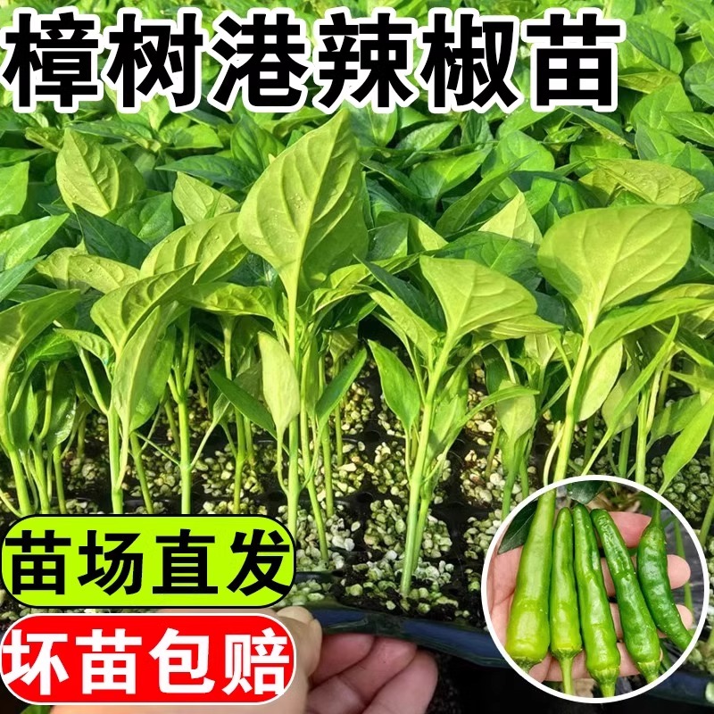 正宗湖南樟树港辣椒苗秧带士球薄皮小青尖椒种子高产春秋庭院蔬菜