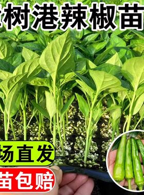 正宗湖南樟树港辣椒苗秧带士球薄皮小青尖椒种子高产春秋庭院蔬菜