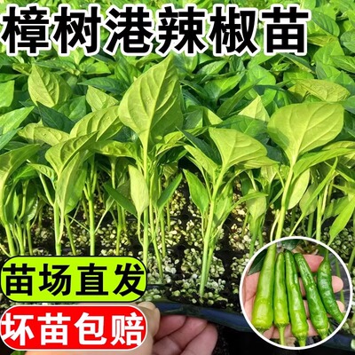 正宗湖南樟树港辣椒苗秧带士球薄皮小青尖椒种子高产春秋庭院蔬菜