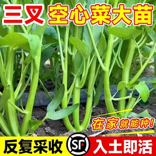 三叉空心菜苗带根四季大叶空心菜种子种植阳台小盆栽蔬菜秧苗种孑