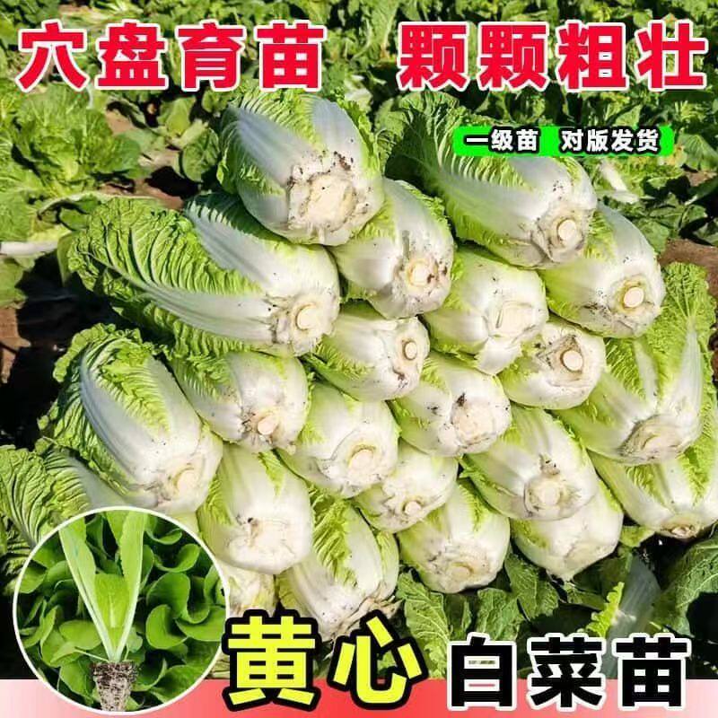 早熟黄心大白菜苗秧苗四季高产抗病盆栽耐寒本地大白菜苗娃娃菜苗