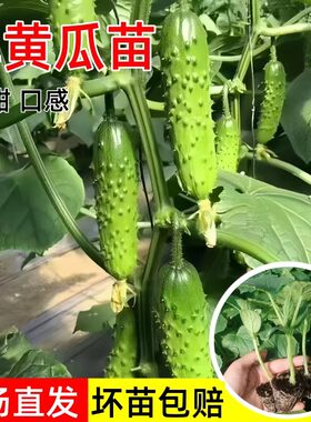 旱黄瓜苗春秋播高产抗病阳台盆栽