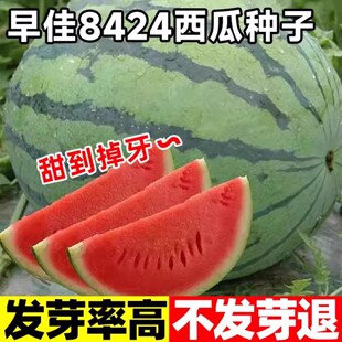 早佳84-24西瓜种籽天山早佳8424西瓜种子早熟高产麒麟西瓜种孑籽
