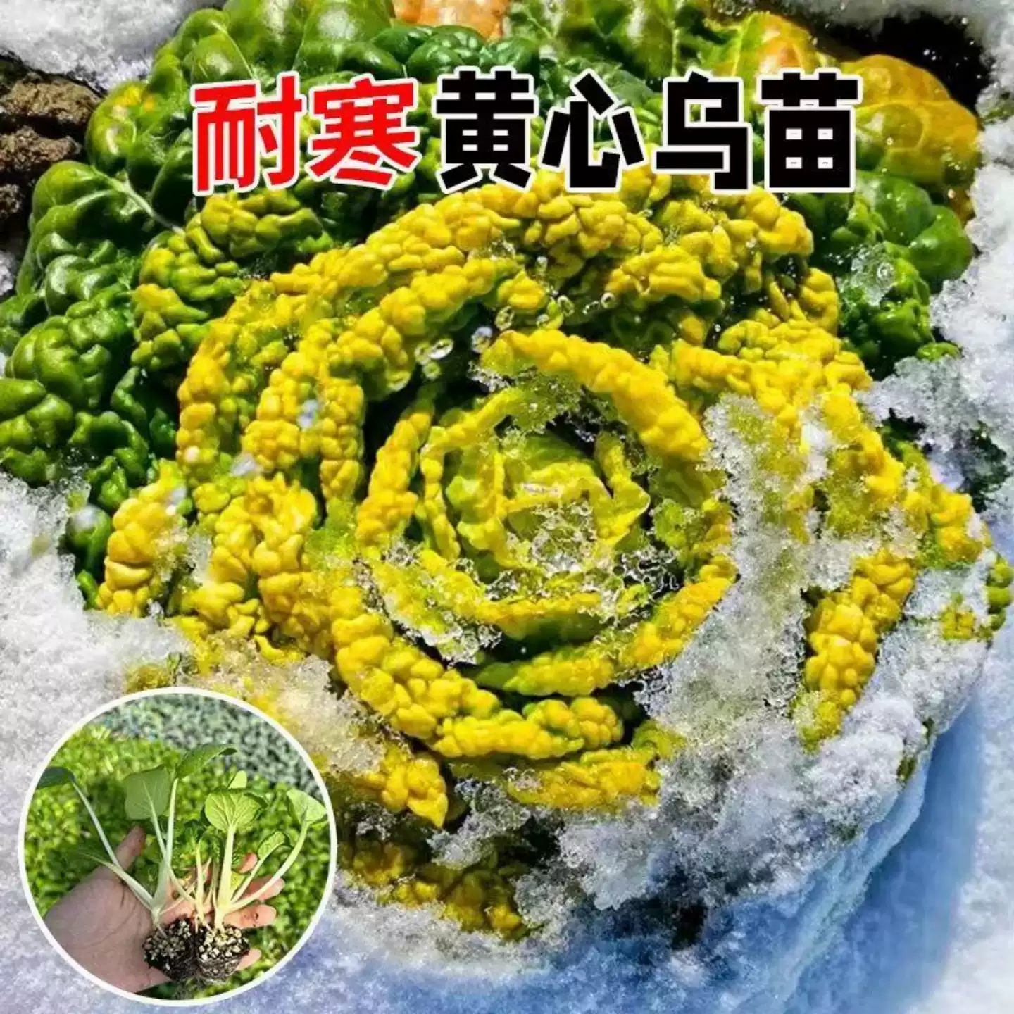 黄心乌塌菜苗秧苗黑心秋冬耐寒蔬菜苗盆栽庭院地栽青菜火锅大白菜
