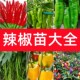 四季 辣椒苗秧苗特辣朝天椒小米椒幼苗高产薄皮青椒彩椒盆栽蔬菜苗