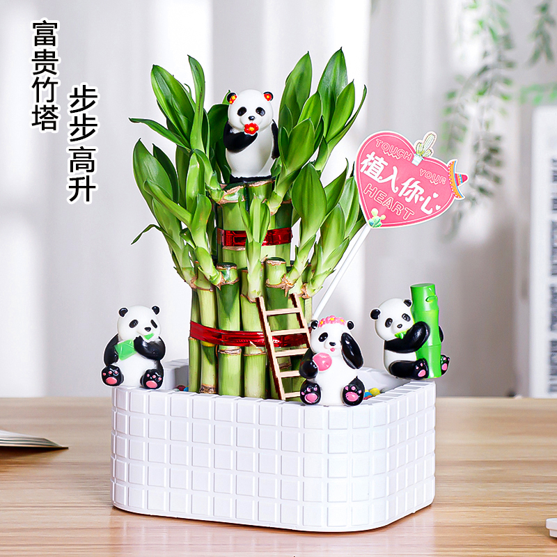 富贵竹步步高水培植物